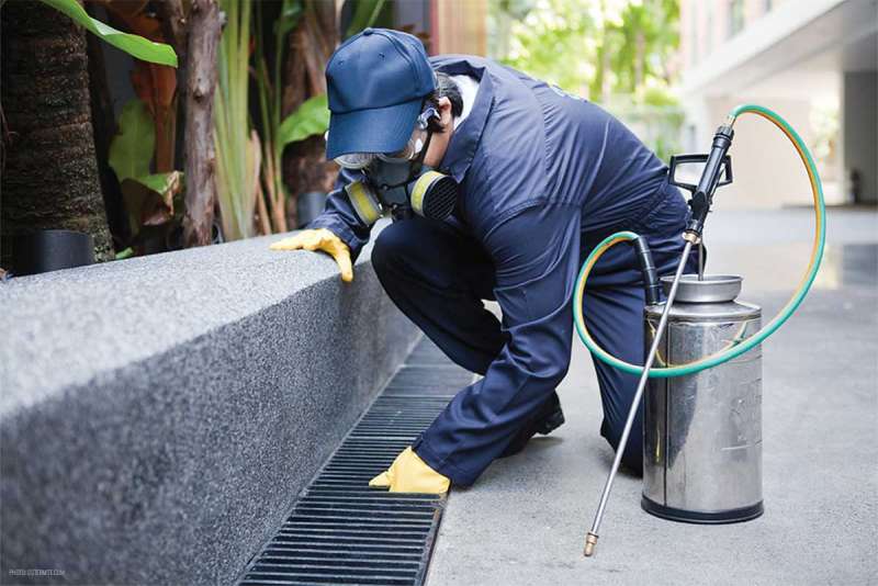 commercial pest control companies in Elkton