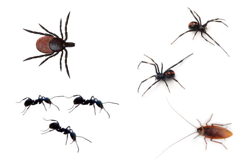 roach pest control in Mount Airy