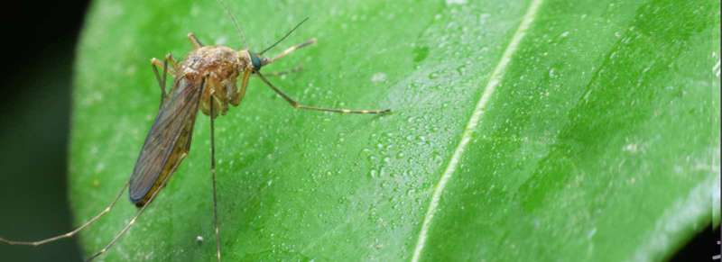 pest control ticks in Eulaton
