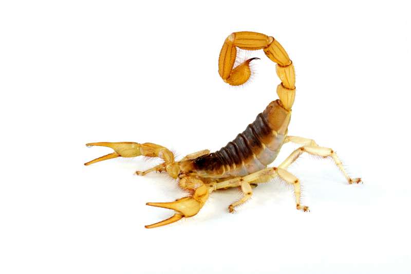 cockroach pest control in Seminole