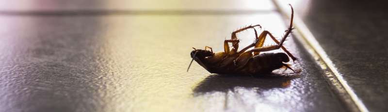 cockroach pest control in Newbern