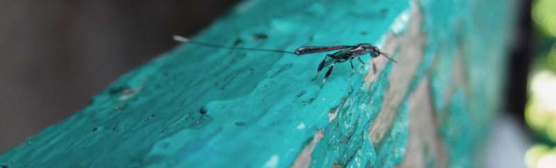 mosquito pest control in Dawson