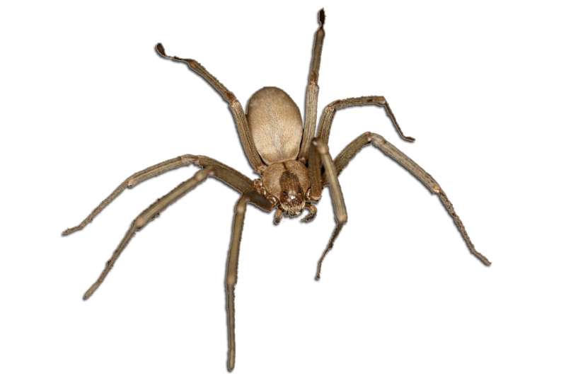 pest control for spiders in Lowndes County