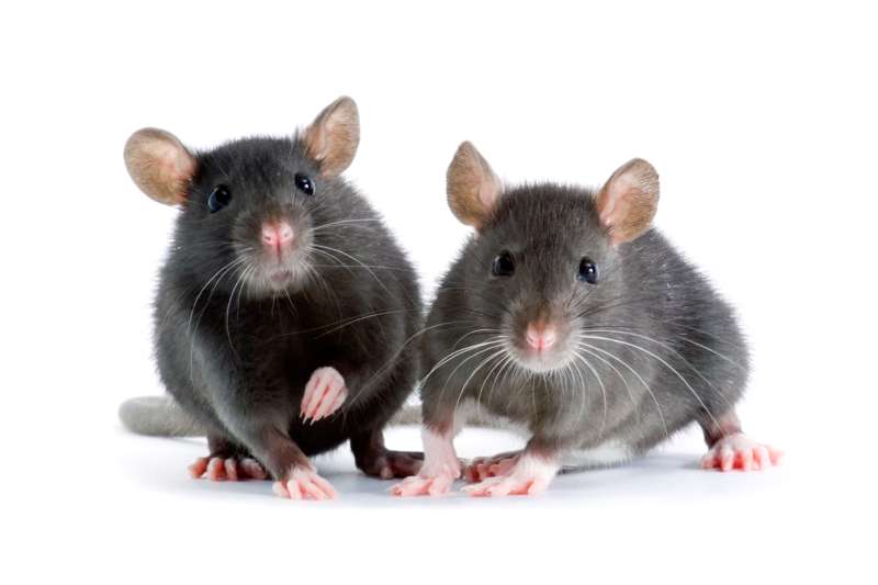 pest control specialists in Kimberly