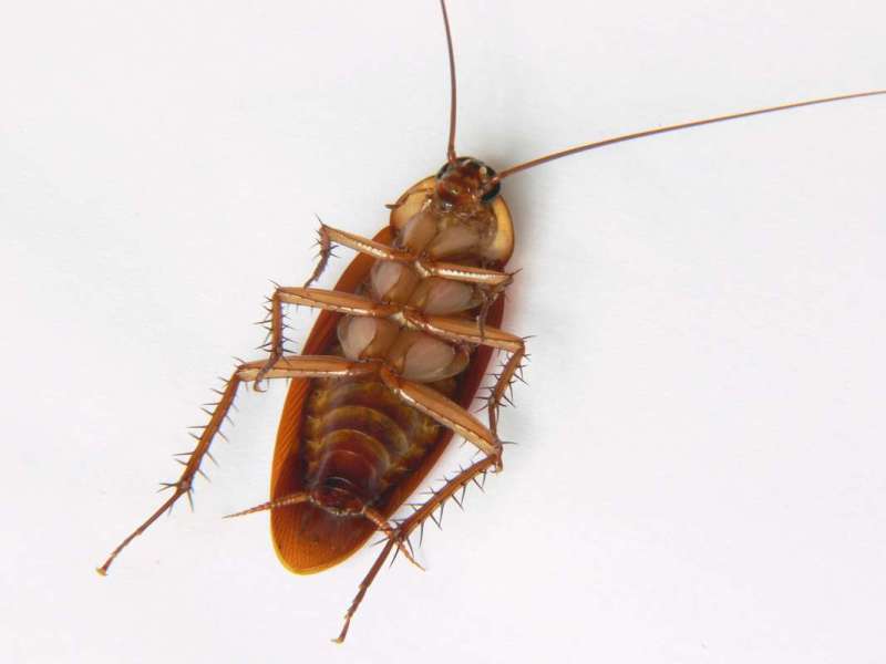 cockroach pest control in Maysville