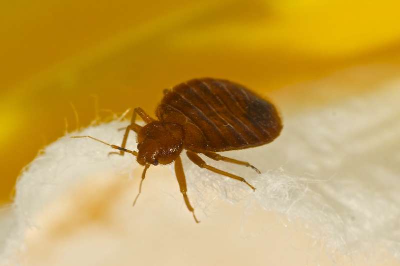 emergency bed bugs control in Petal