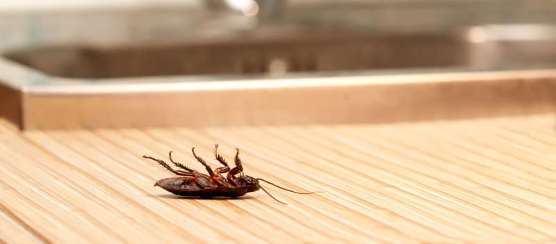 pest services in Tarrant