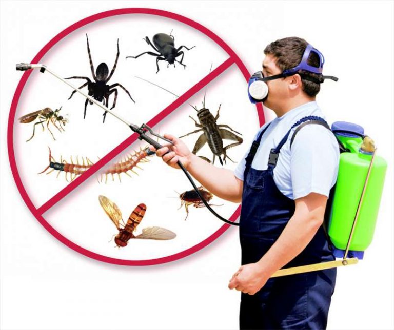 Pest Inspection in Arnoldsville
